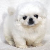 ペキニーズ