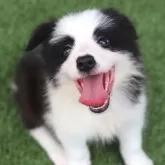 ボーダーコリー