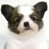 パピヨン