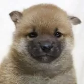 柴犬(標準サイズ)