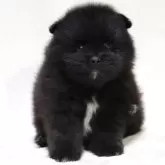 ポメラニアン