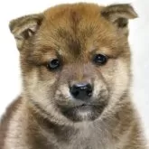 柴犬(標準サイズ)