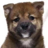 柴犬(標準サイズ)