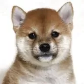柴犬(標準サイズ)