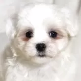 マルチーズ