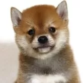 柴犬(標準サイズ)