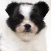 パピヨン