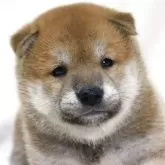 柴犬(標準サイズ)
