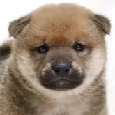 柴犬(標準サイズ)