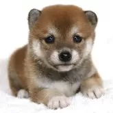 豆柴