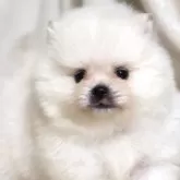 ポメラニアン