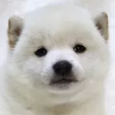 柴犬(標準サイズ)