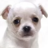 チワワ(スムース)
