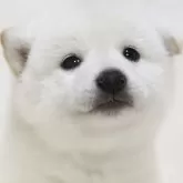 柴犬(標準サイズ)
