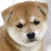 柴犬(標準サイズ)