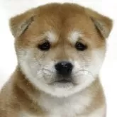 柴犬(標準サイズ)