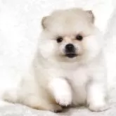 ポメラニアン