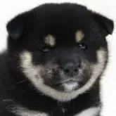 柴犬(標準サイズ)