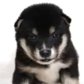 豆柴