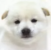 柴犬(標準サイズ)