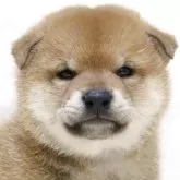 柴犬(標準サイズ)