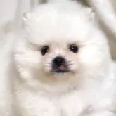 ポメラニアン