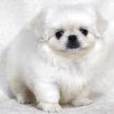 ペキニーズ