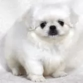 ペキニーズ