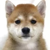 柴犬(標準サイズ)