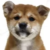 柴犬(標準サイズ)