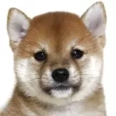 柴犬(標準サイズ)