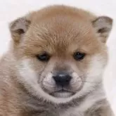 柴犬(標準サイズ)