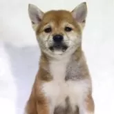 豆柴【滋賀県・女の子・2025年6月26日・赤】の写真2