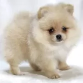 ポメラニアン【滋賀県・女の子・2025年9月6日・クリーム】の写真5