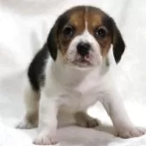 ビーグル【滋賀県・女の子・2025年9月24日・ブラックタン&ホワイト】の写真4