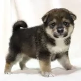 柴犬(標準サイズ)【滋賀県・男の子・2025年9月26日・胡麻】の写真3