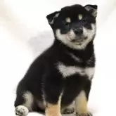 柴犬(標準サイズ)【滋賀県・男の子・2025年6月26日・黒】の写真4