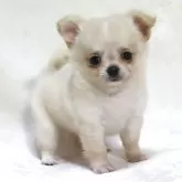 チワワ(ロング)【滋賀県・女の子・2025年7月14日・クリーム】の写真7