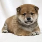 柴犬(標準サイズ)【滋賀県・男の子・2025年9月26日・赤】の写真5