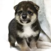 柴犬(標準サイズ)【滋賀県・男の子・2025年9月26日・胡麻】の写真10