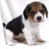 ビーグル【滋賀県・女の子・2025年9月24日・ブラックタン&ホワイト】の写真2