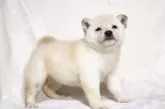 柴犬(標準サイズ)【滋賀県・女の子・2025年1月12日・白】の写真11