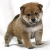 柴犬(標準サイズ)【滋賀県・男の子・2025年9月26日・赤】の写真2