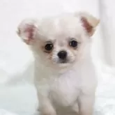 チワワ(ロング)【滋賀県・女の子・2025年7月14日・クリーム】の写真6