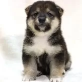 柴犬(標準サイズ)【滋賀県・男の子・2025年9月26日・胡麻】の写真7