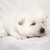 柴犬(標準サイズ)【滋賀県・男の子・2025年3月1日・白】の写真14