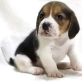 ビーグル【滋賀県・女の子・2025年9月24日・ブラックタン&ホワイト】の写真6