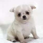 チワワ(ロング)【滋賀県・女の子・2025年7月14日・クリーム】の写真9