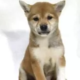 豆柴【滋賀県・女の子・2025年6月26日・赤】の写真8