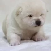 柴犬(標準サイズ)【滋賀県・女の子・2025年11月15日・白】の写真5